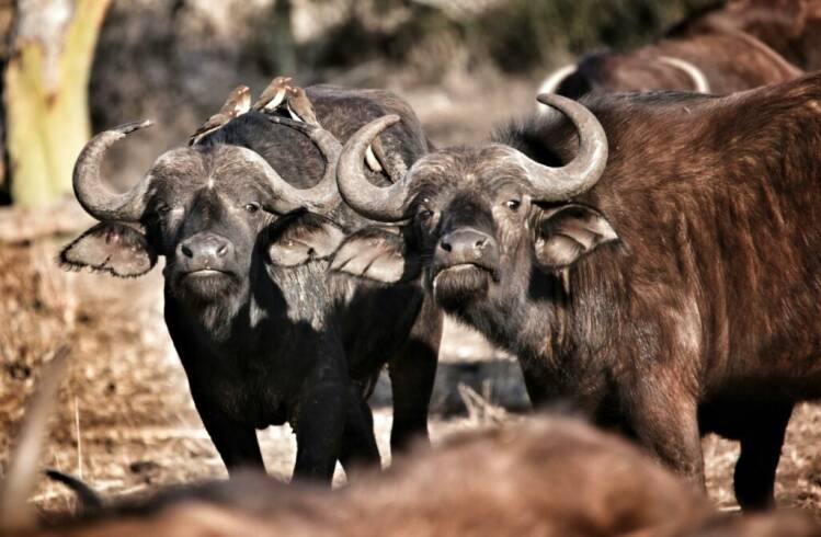 Cape buffaloes are difficult to target on a game hunting safari and shot placement is paramount, to ensure that they stay down.