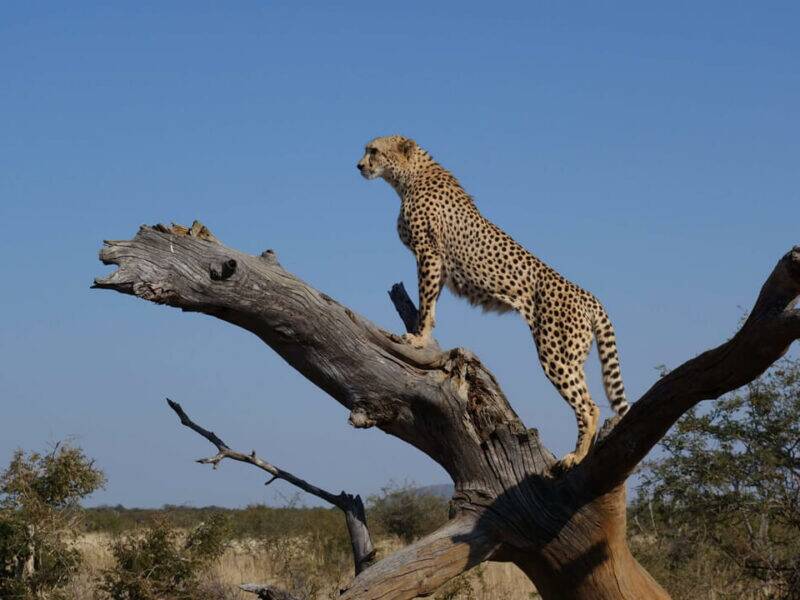 Cheetah hunts in Namibia are renowned for being some of the best game hunting safaris worldwide.