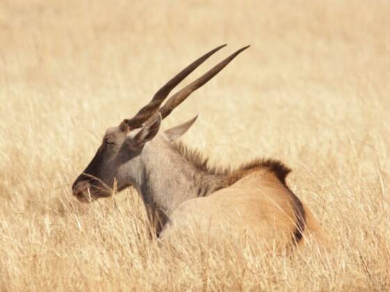 Plains game hunting occurs in the southern and central parts of the Namibia.