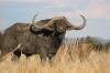 Savanna Buffalo, Buffalo Hunts in Africa, Big 5 Hunting
