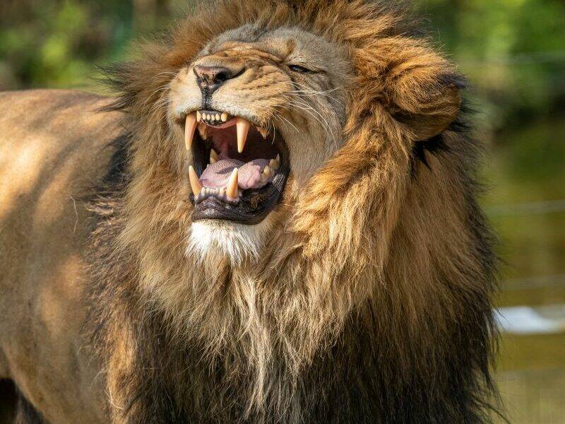 A head shot of a male lion snarling and showing his teeth.