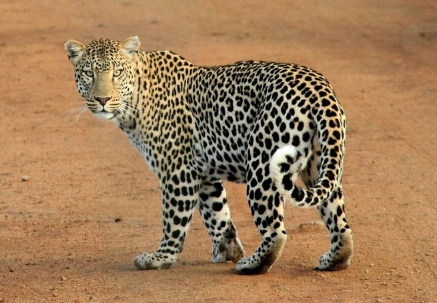 single young leopard