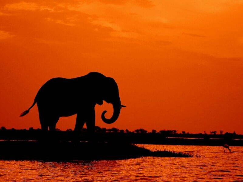 elephant standing in the sunset next to water