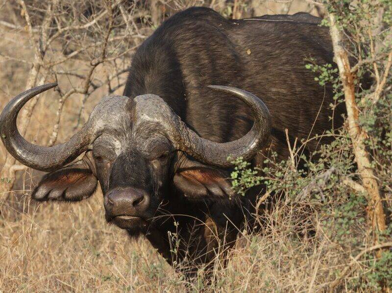 Old Cape buffao bull