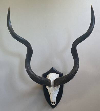 Skull showing horns mounted on a plaque
