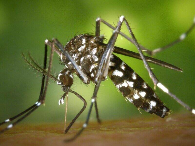 Mosquitoes remain one of the most annoying pests on an African game hunting safari