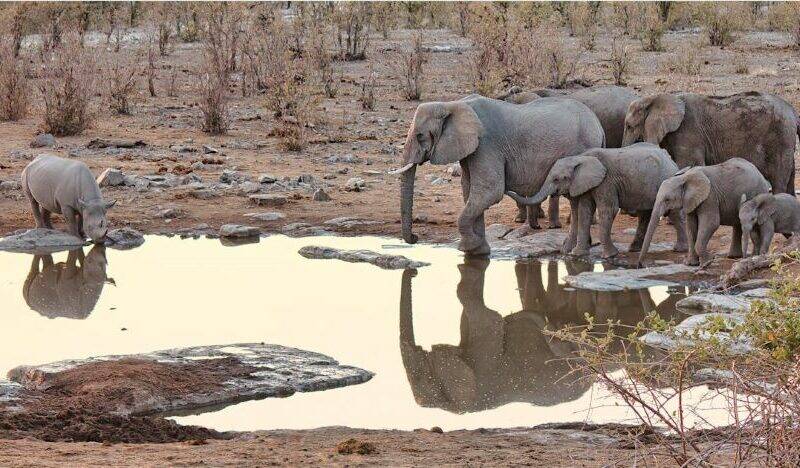 Image of elephants at a waterhole, drinking