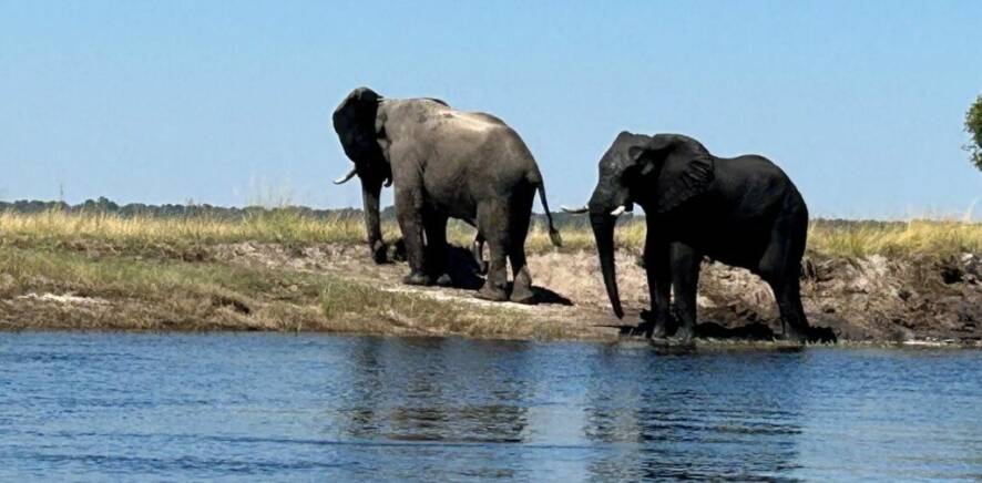 Namibia&rsquo;s Caprivi Strip is home to a variety of wildlife, including the African elephant