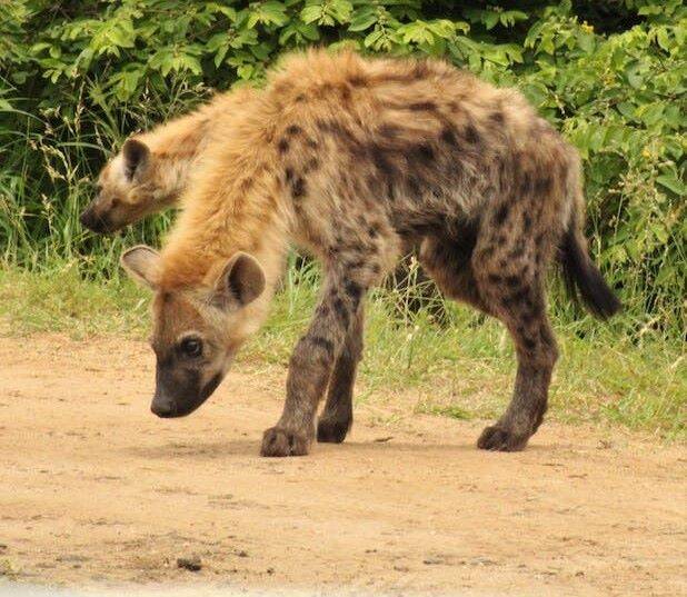Spotted Hyena