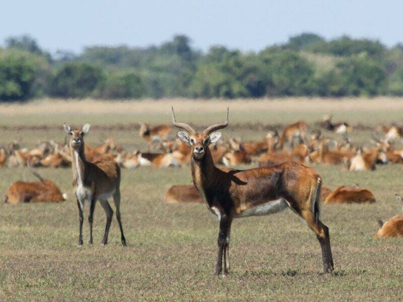 black lechwe antelope with more of the herd in the background