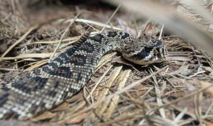 Watch where you step while hunting in Africa, puff adders are experts at camouflaging themselves.