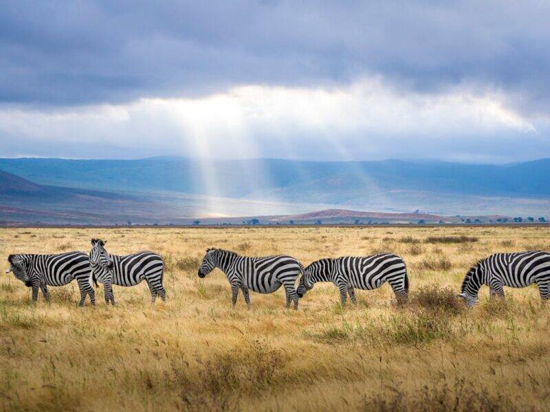 A herd of zebras in the bush