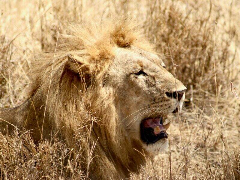 Close up of a male lion in the bush.