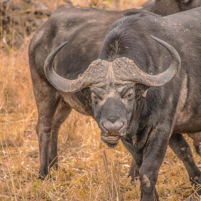 Frontal view of a Cape buffalo bull, including his large horns