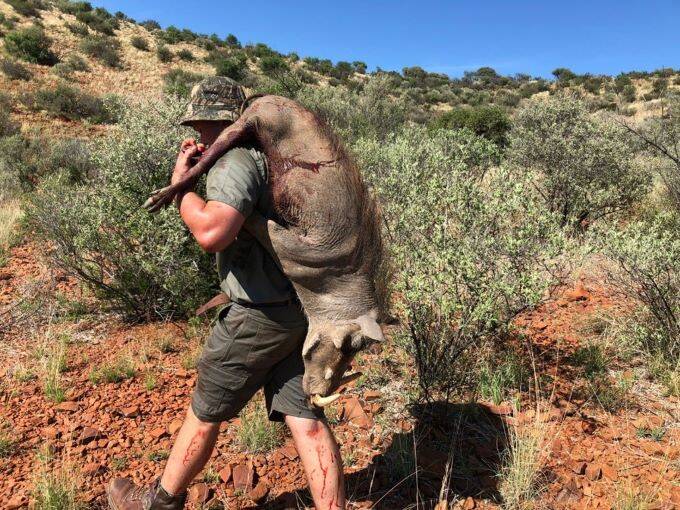 Man carrying the warthog he shot, on his back down a hill