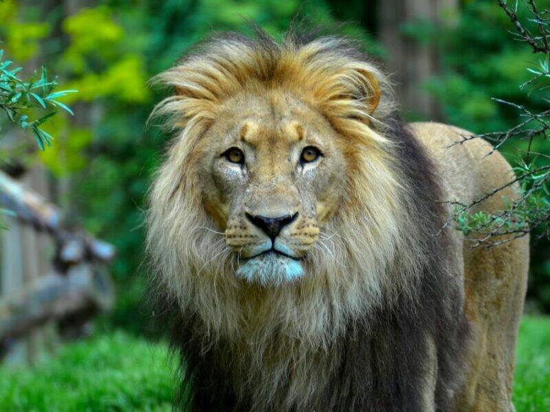 An apex predator of note, the African lion is killed for a variety of reasons, not only on African game hunting safaris.