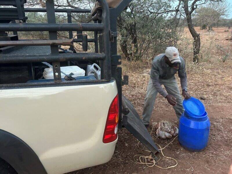 A man emptying a drum of animal innards to attract predators