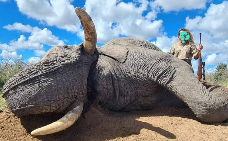Successful elephant hunt in remote Namibian elephant country