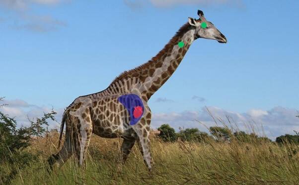 Giraffe Shot Placement