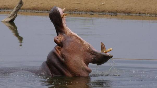 Hippo in the water showing off his massive tusks