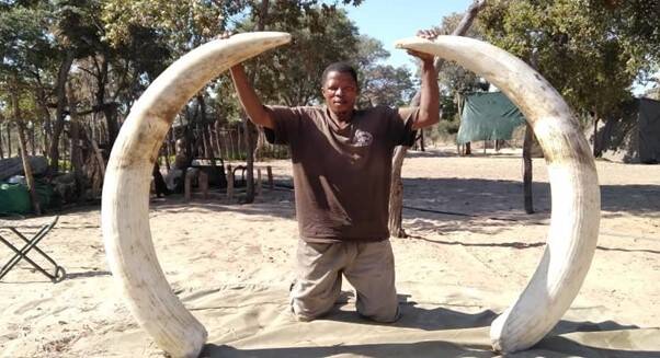 Man posing with enormous elephant tusks