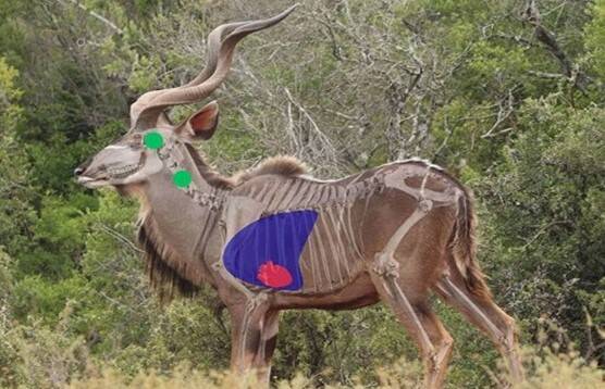 vital organs on a kudu for shot placement