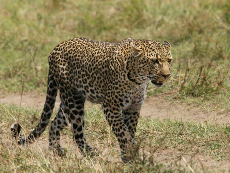 Leopard walking in the veld