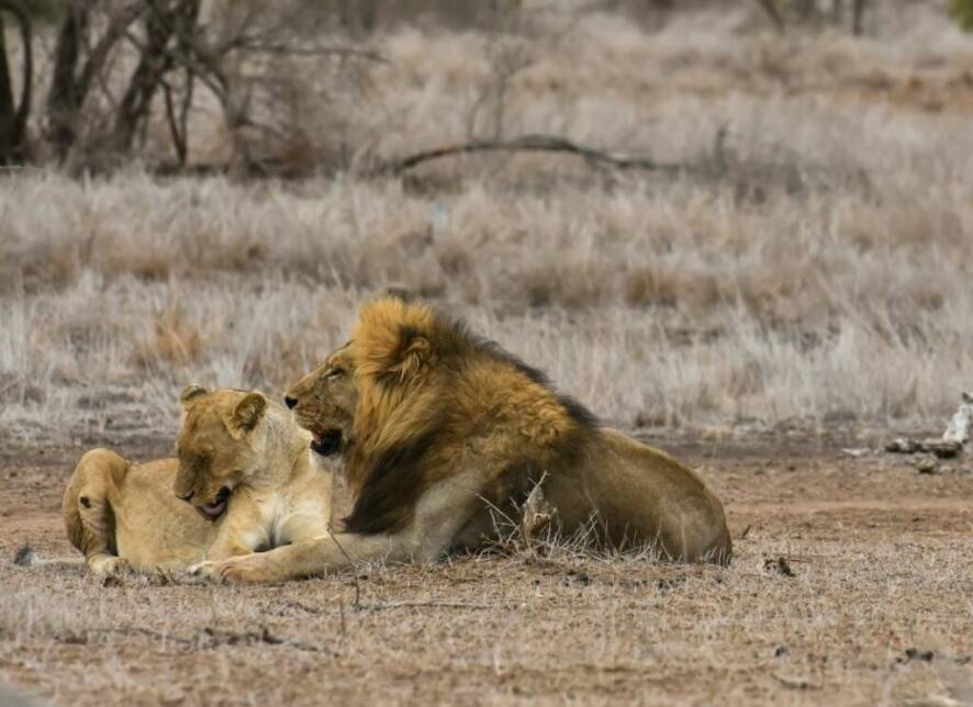 Lion and lioness lying on the African plain