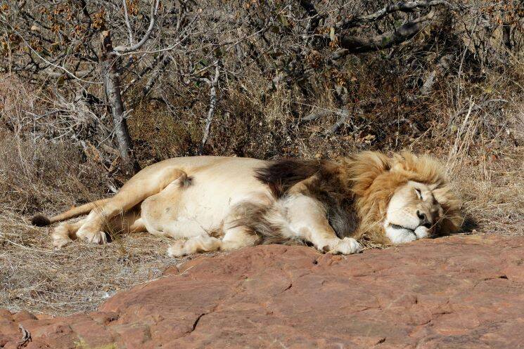 Close up of lion lying in the sand