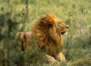 Side view of a lion lying in the grass