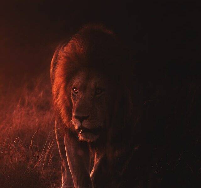 Lion prowling through the darkness