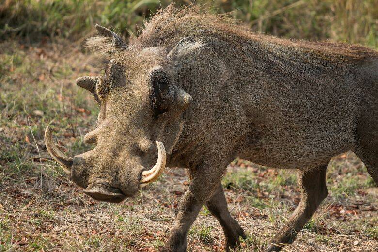 Warthog with large tusks walking forwards.
