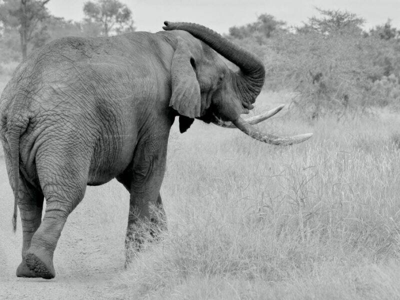 Back view of an African elephant in the veld