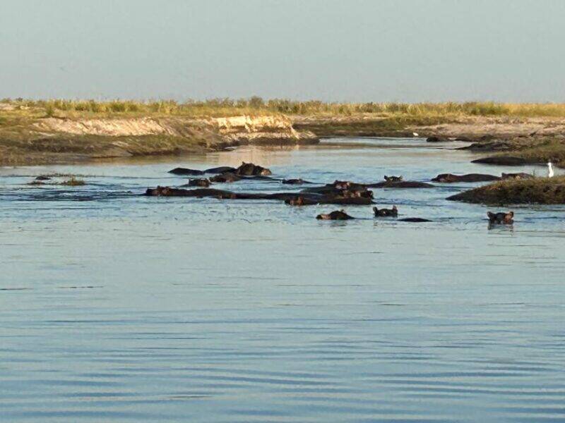 Hunting hippo in the Caprivi Strip