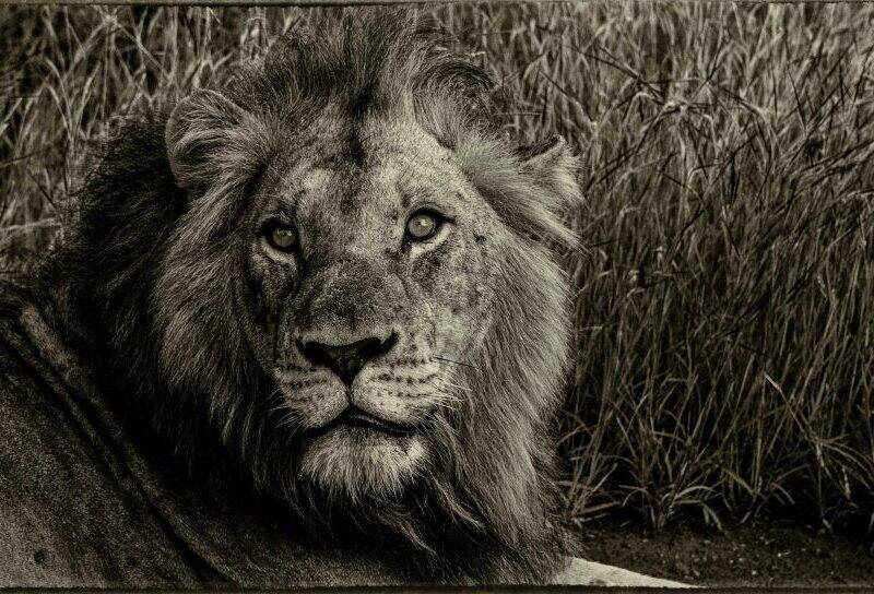 Lion lying in the veld.