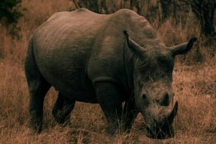 Front view of a rhino in the bush