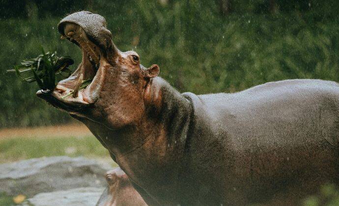 Bull hippo feeding