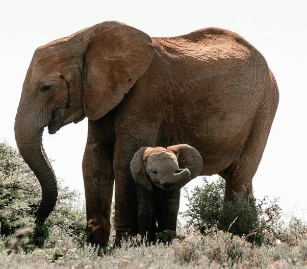 A tuskless Elephant and her Calf