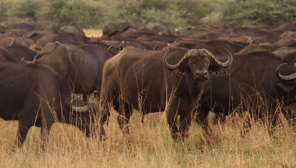 buffalo in the veld, standing looking at the camera, with a herd behind it
