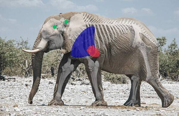 Elephant Shot Placement, the Broadside Shot