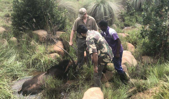 Sable Bull recovery, no easy task.