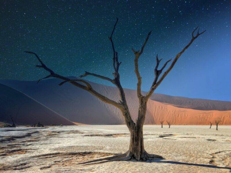 Dead tree in the desert - Deadvlei in Namibia