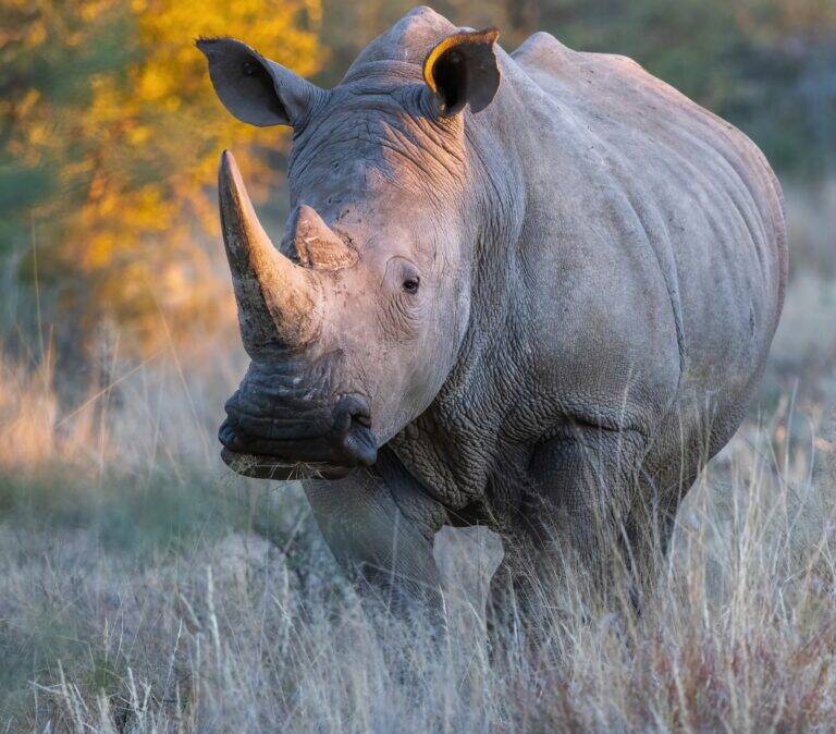 White-Rhino