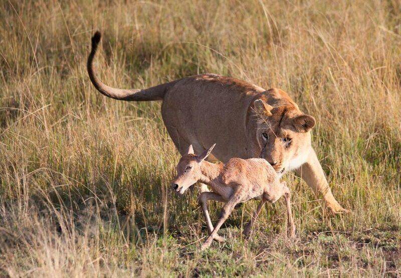 lioness hunting a young antelope