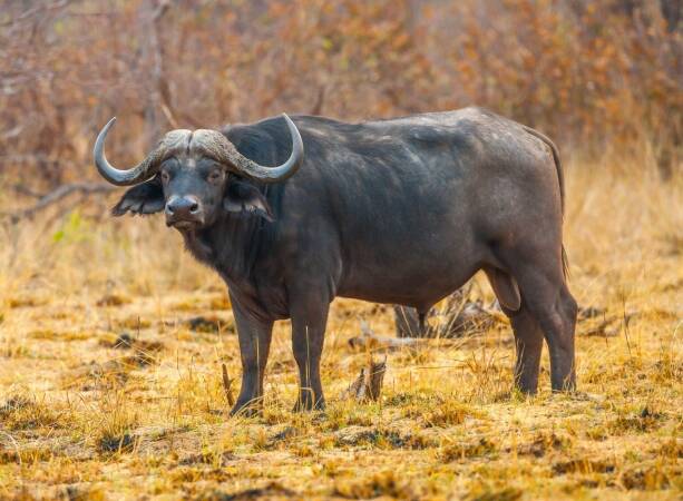 Cape Buffalo Hunting In Africa